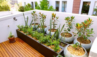 盆栽茉莉冬天怎么养 盆栽茉莉冬天的养殖方法