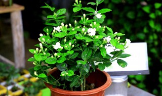 铁茉莉干叶子的解决方法 铁茉莉干叶子的解决方法有哪些