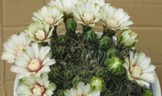 绯花玉养殖方法和注意事项 绯花玉如何养殖