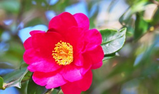 四季茶梅的养殖及注意事项 四季茶梅如何养殖