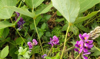 葛根花的功效与作用 关于葛根花的功效与作用