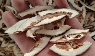 枳壳如何保存 枳壳正确存放教程