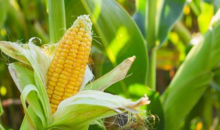 如何保存新鲜玉米 新鲜玉米如何保存