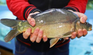 裸斑鱼怎么喂养 怎么喂养裸斑鱼