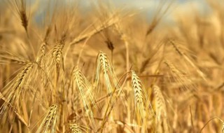 大麦俗称是什么东西 大麦俗称介绍