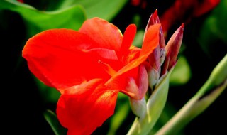 像芭蕉叶子的植物 像芭蕉叶子的植物是什么