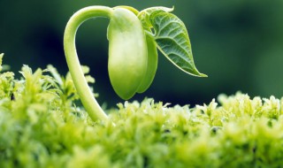 植物生长素还包括哪些 植物生长素简单介绍