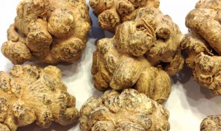 田七的药用价值 关于田七的药用价值