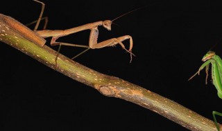螳螂为什么会吃配偶 关于螳螂为什么会吃配偶
