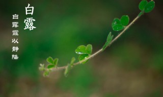 白露养生注意事项 白露养生有注意事项是什么