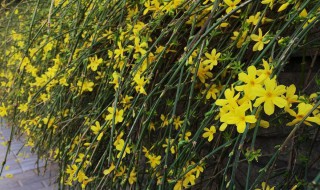 迎春花的栽培养护方法是什么 迎春花盆景的养殖以及养护方法