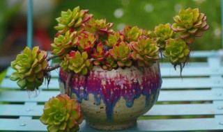 关于露养多肉的心得 露养多肉的心得