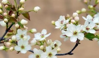 描写梨花的诗句 有关梨花的诗句有哪些