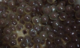 自制珍珠的做法简单 自制珍珠的做法