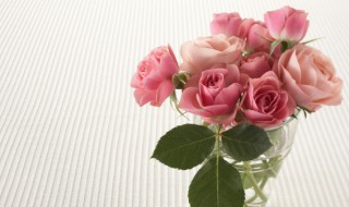 玫瑰的诗句 玫瑰的经典诗句