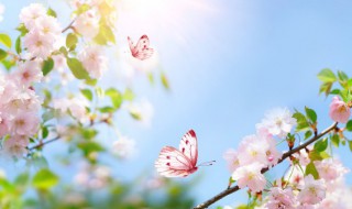 春天的诗句 古诗 春天的诗句精选