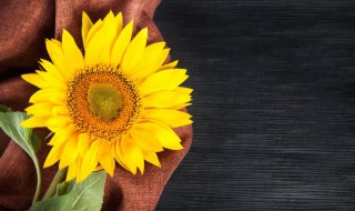 矮向日葵种植时间和方法 矮向日葵如何种植