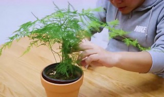 文竹的养殖方法繁殖 文竹的养殖和繁殖方法是什么