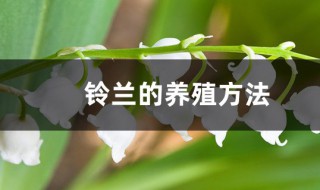 铃兰的养殖方法 铃兰如何养殖