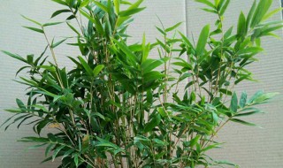 盆栽观音竹的养殖方法 关于盆栽观音竹的养殖方法