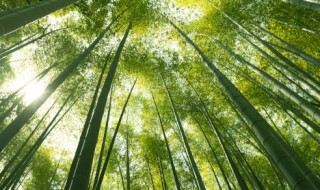 竹子的养殖方法 竹子的养殖方法是什么