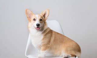 土狗的养殖方法 土狗的养殖方法是什么