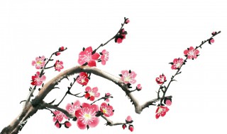 梅花养殖方法 梅花养殖方法是什么