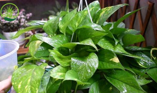 大叶绿萝的养殖方法 大叶绿萝如何养殖