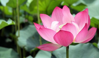 荷花养殖方法 荷花如何养殖