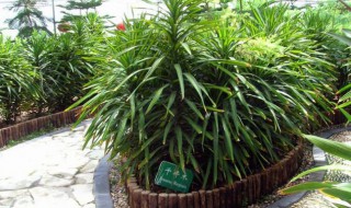 千年木室内怎么养 千年木在室内的养殖方法