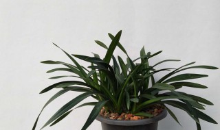 香兰养殖方法 香兰养殖方法是什么