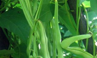 秋季豆角最佳种植时间及品种 秋季豆角最佳种植时间及品种