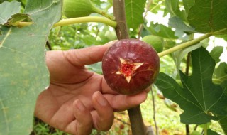 无花果有几种品种 无花果有什么品种