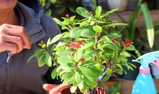 刺梅的养殖方法 刺梅的养殖方法是什么