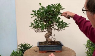 盆栽小榕树的养殖方法 盆栽小榕树如何养殖