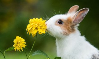 兔的养殖方法 兔的养殖方法是什么