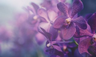 蝴蝶兰花的养殖方法 蝴蝶兰花的养殖方法是什么