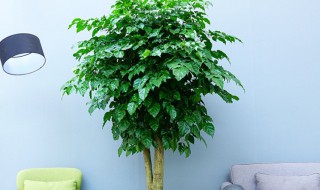 绿宝树的养殖方法 绿宝树的简单养殖方法