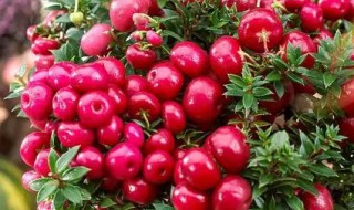 丽果木养殖方法 关于丽果木养殖方法