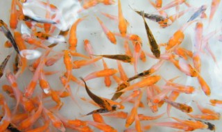 鱼苗的养殖方法 关于鱼苗的养殖方法