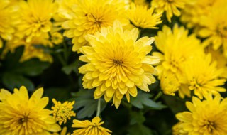 菊花修剪时间和方法 关于菊花修剪时间和方法