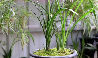 香兰花怎么养殖方法 香兰花如何养殖