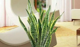 虎皮金边兰的养殖方法 虎皮金边兰的养殖方法是什么