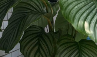 苹果竹芋的养殖方法 关于苹果竹芋的养殖方法