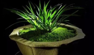 北方菖蒲怎么养殖方法 北方菖蒲如何养殖方法