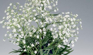 满天星怎么养殖方法 关于满天星养殖方法