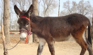 毛驴的养殖方法 养殖毛驴的方法