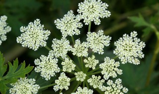 如何挑选藁本 挑选藁本方法