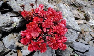 如何挑选红景天 红景天的功效介绍
