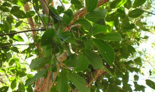 如何挑选朴树 朴树如何挑选